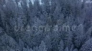 山区冬季<strong>杉树林</strong>的空中镜头。 从上面看到覆盖着雪的松树。 四架直升机